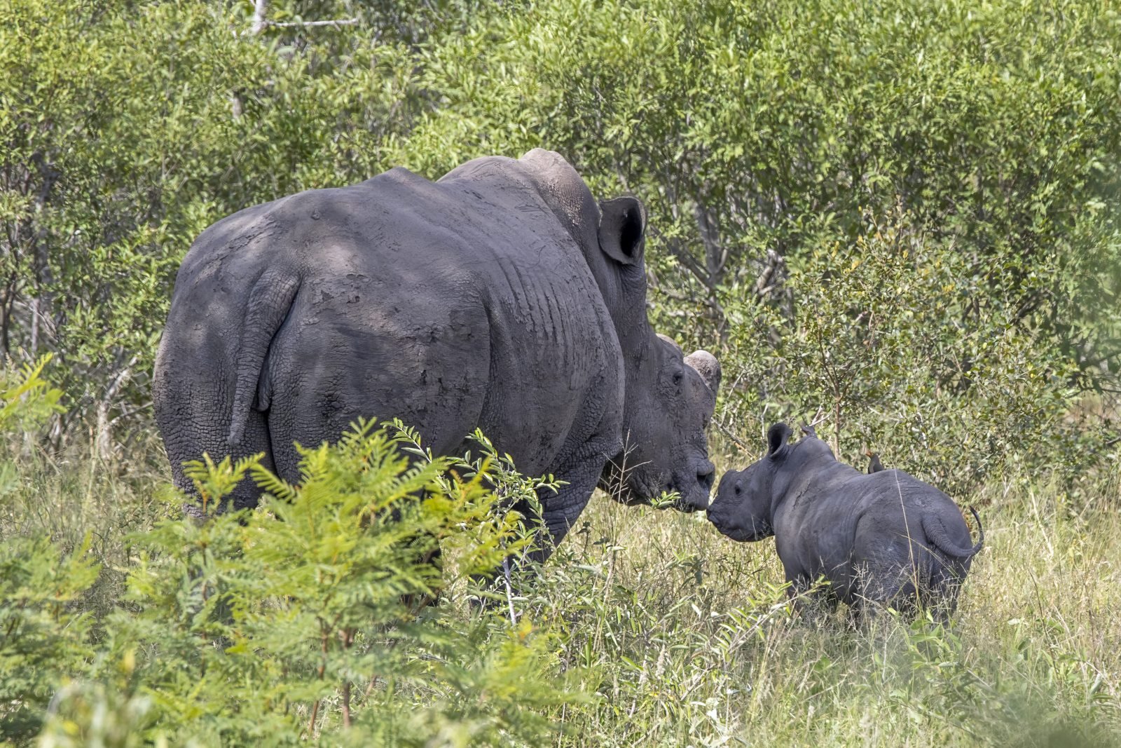 Tê giác trắng cùng con non tại Kruger