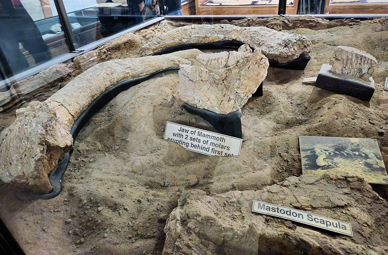 Cận cảnh mẫu hóa thạch Mammut pacificus tại Shoshone