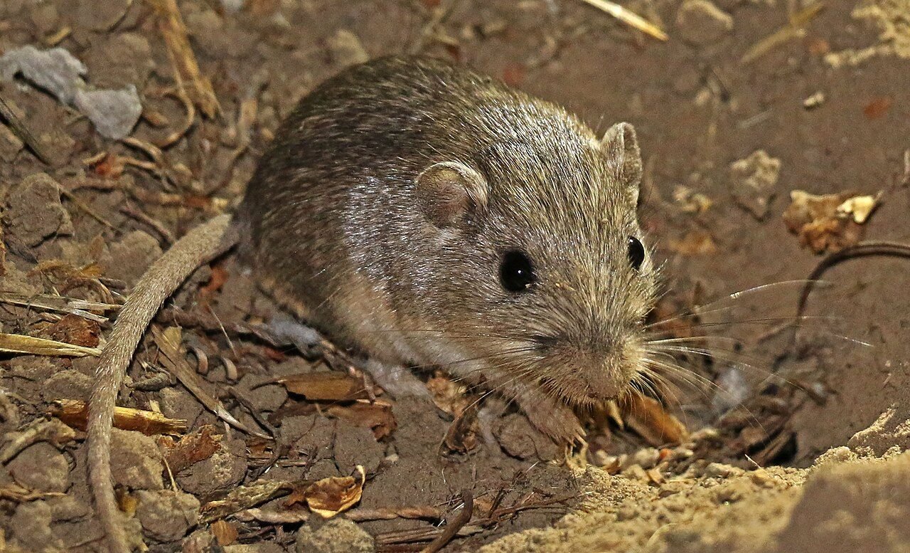Cá thể chuột túi Thái Bình Dương trong ảnh tư liệu USFWS