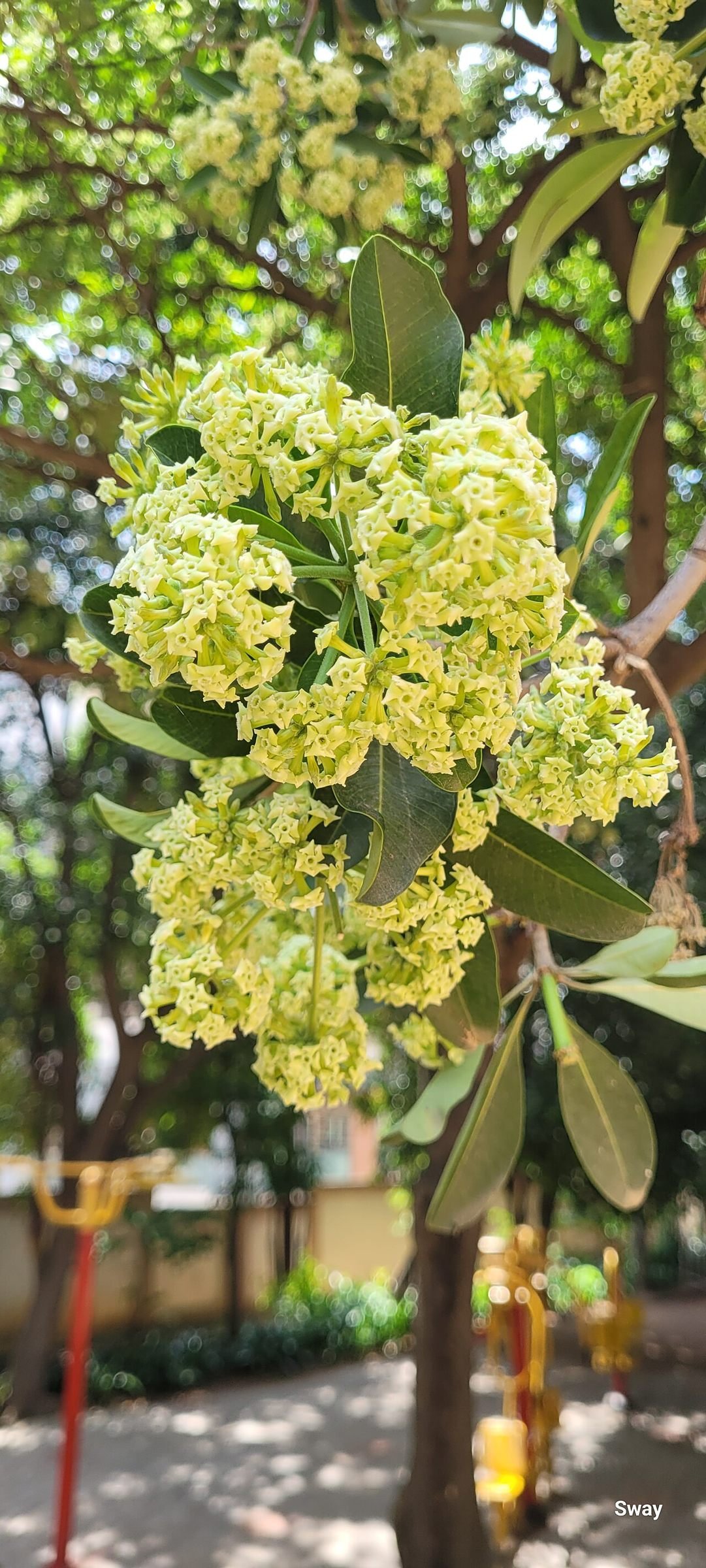 Chùm hoa sữa Alstonia scholaris trong ảnh tư liệu thực vật