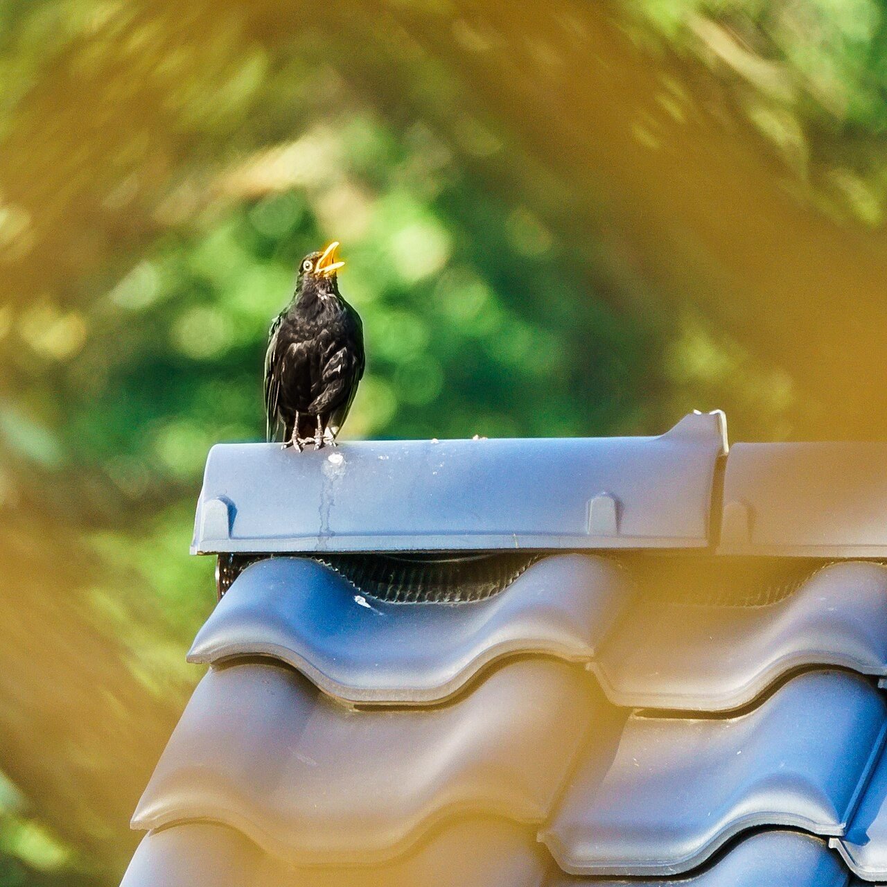 Chim hoét đen Turdus merula trong ảnh tư liệu về tiếng hót