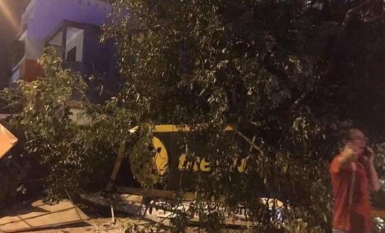 Quy trình khám bệnh cây xanh đô thị bằng thiết bị chuyên dụng nhằm ngăn ngừa tai nạn cây bật gốc mùa mưa bão