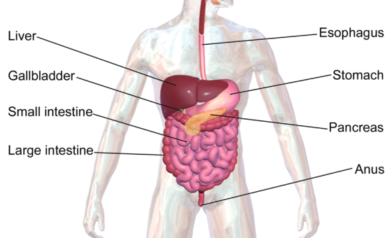 Hệ tiêu hóa và cơ chế làm chậm rỗng dạ dày của nhóm thuốc trị béo phì thế hệ mới