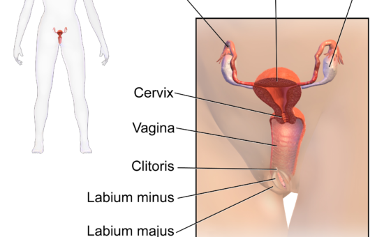 Sơ đồ giải phẫu tử cung và buồng trứng trong chẩn đoán hội chứng buồng trứng đa nang