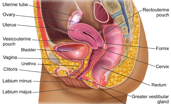 Hệ nội tiết sinh sản và các yếu tố tác động gây suy giảm ham muốn tình dục