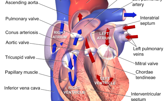 Giải phẫu hệ tim mạch chịu tác động tiêu cực từ thói quen lệch múi giờ ăn uống cuối tuần