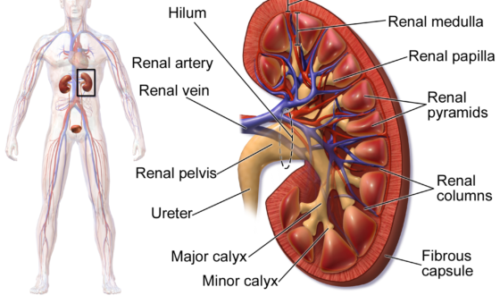Giải phẫu cầu thận và ống thận là cơ quan đích bị tổn thương do nhiễm độc cadimi thực phẩm