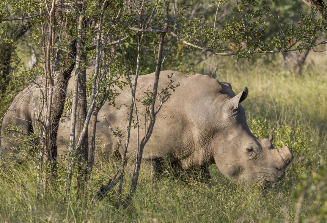 Tê giác trắng tại Kruger trong ảnh tư liệu năm 2024