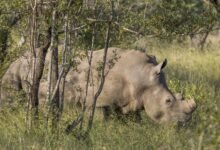 Tê giác trắng tại Kruger trong ảnh tư liệu năm 2024