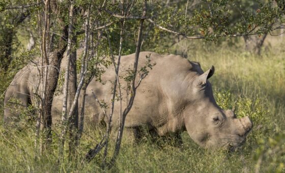 Tê giác trắng tại Kruger trong ảnh tư liệu năm 2024