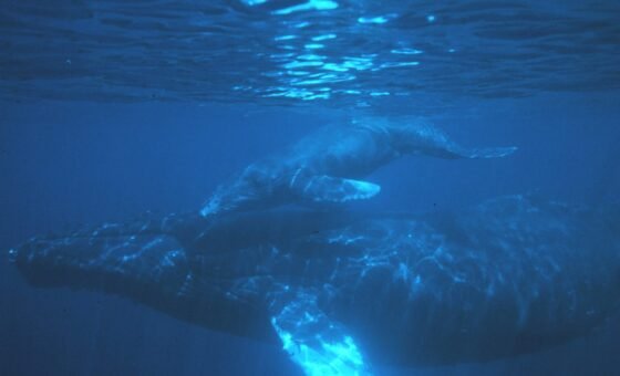 Cá voi lưng gù mẹ và con non trong ảnh tư liệu NOAA