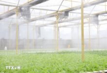 Nhà trồng, ảnh tư liệu minh họa không gian ứng dụng công nghệ nông nghiệp