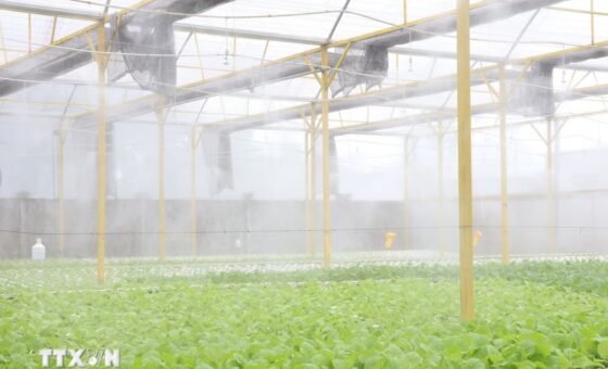 Nhà trồng, ảnh tư liệu minh họa không gian ứng dụng công nghệ nông nghiệp