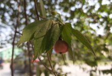 Quả và nụ cây trứng cá Muntingia calabura
