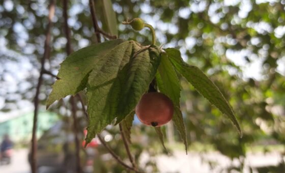 Quả và nụ cây trứng cá Muntingia calabura