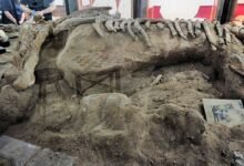 Hóa thạch Mammut pacificus trưng bày tại Shoshone
