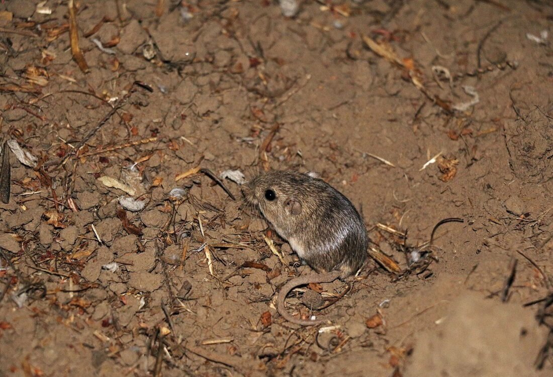 Chuột túi Thái Bình Dương tại khu vực tái thả trong ảnh USFWS