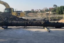 Cọc gỗ tại khu khai quật Kiếp Bạc