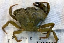 Cua xanh châu Âu Carcinus maenas trong ảnh nhận diện NOAA