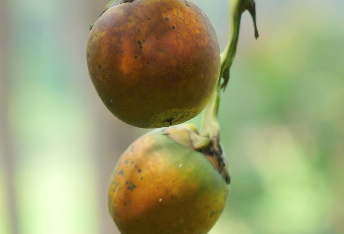 Quả cau Areca catechu trong ảnh tư liệu thực vật