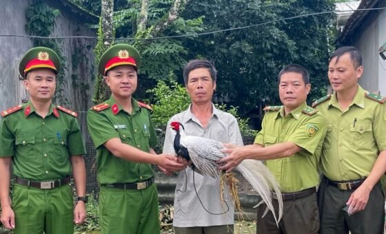 Người dân bàn giao gà lôi trắng cho lực lượng chức năng tại Vũ Quang