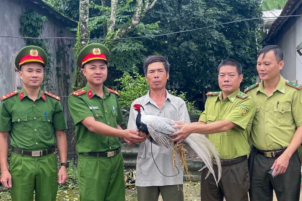 Người dân bàn giao gà lôi trắng cho lực lượng chức năng tại Vũ Quang