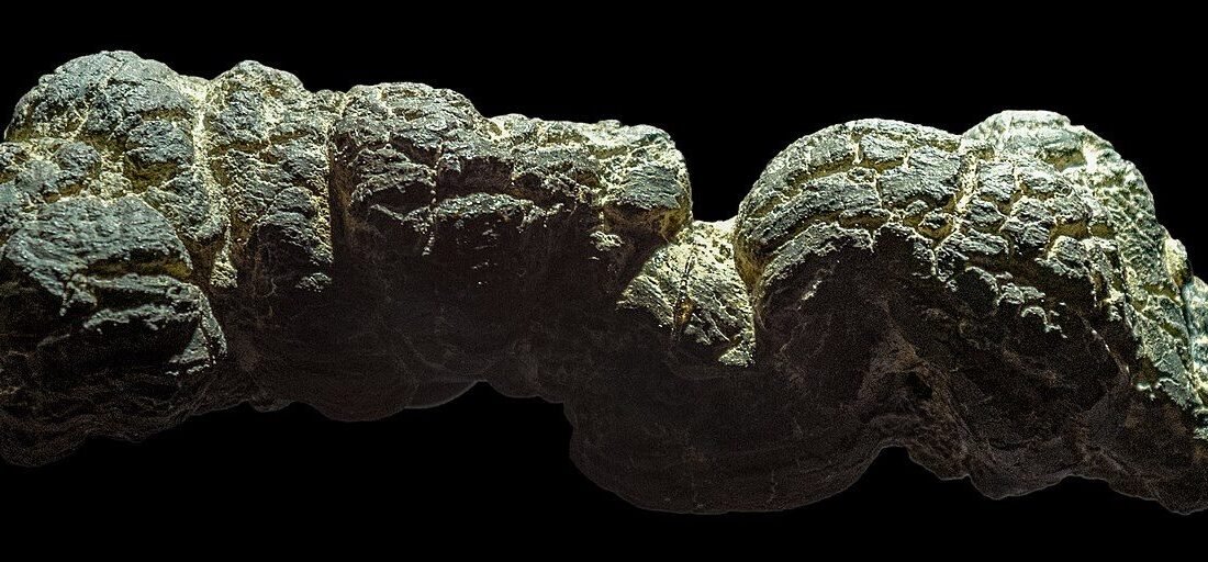 Mẫu phân hóa thạch trưng bày tại Bảo tàng Royal Tyrrell