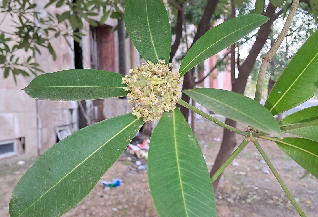 Hoa cây hoa sữa Alstonia scholaris trong ảnh cận cảnh