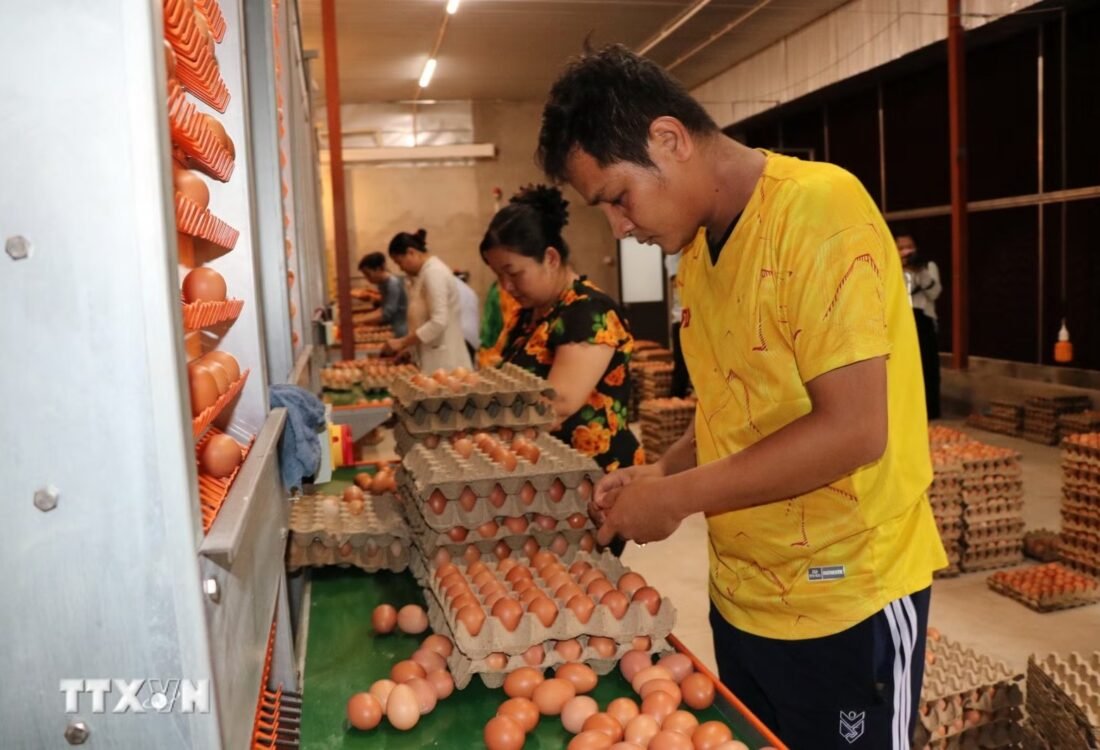 Công nhân Công ty trách nhiệm hữu hạn Chăn nuôi Công nghệ cao 168, xã Tam Ngãi, tỉnh Vĩnh Long, đóng gói trứng gà