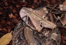 Rắn lục Gaboon Bitis gabonica tại Wilhelma