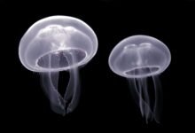 Sứa Aurelia aurita trong ảnh tư liệu minh họa sinh vật biển