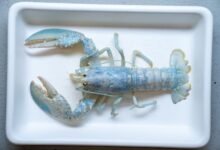 Tôm hùm trắng Casper tại Đại học New England