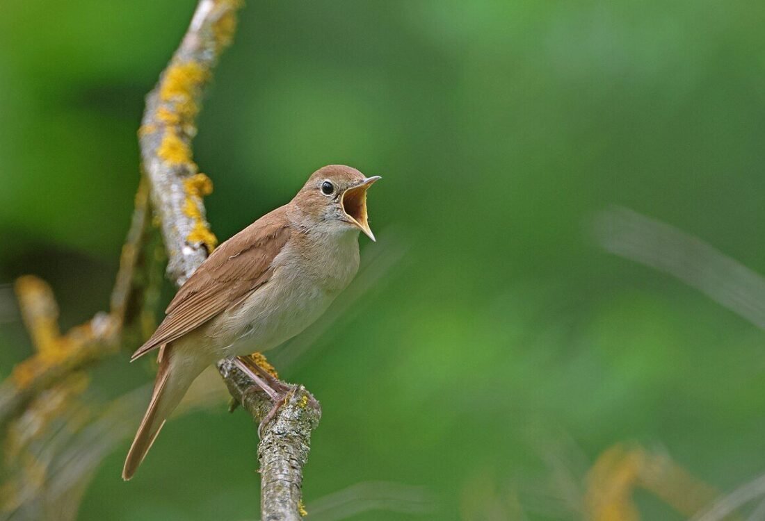 Chim Luscinia megarhynchos đang hót trong ảnh tư liệu