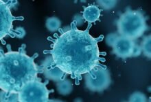 Chuyên gia dịch tễ học phân tích mẫu bệnh phẩm virus Shamonda dưới kính hiển vi trong phòng thí nghiệm